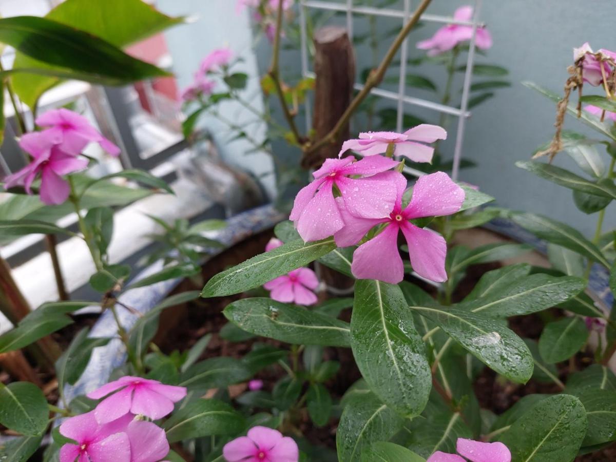 Alley Homestay Hanoi Buitenkant foto